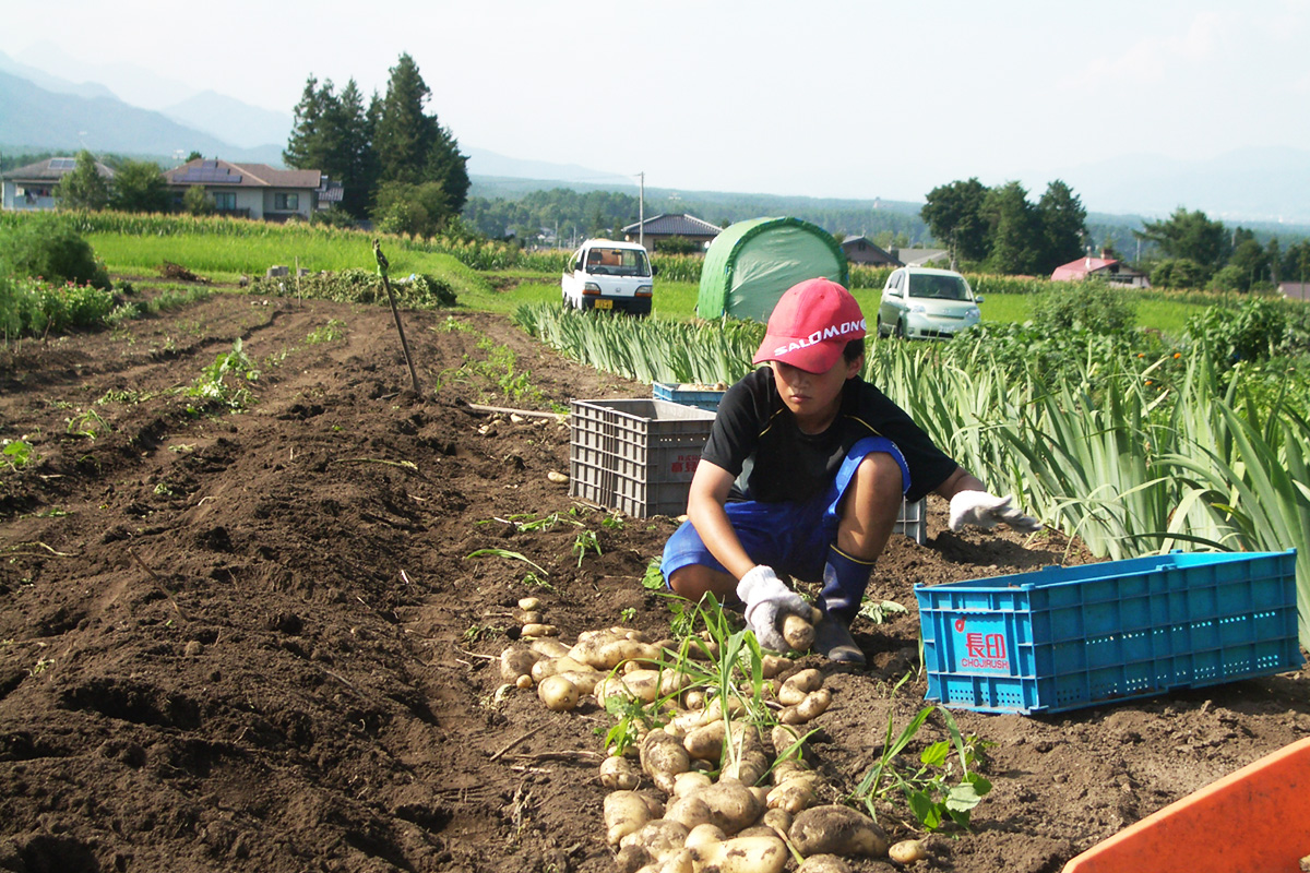 高原野菜